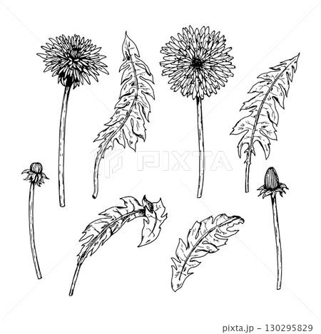 Hand drawn vector illustration set of dandelion elements flowers leaves buds and stems in ink style, ready for patterns, packaging, herbal labels, DIY crafting, branding, education and prints 130295829