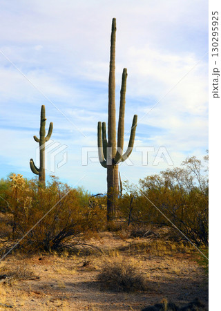 Landscape Sunny Day Sonoran Desert Arizona Landscape Sunny Day Sonoran Desert Arizona 130295925