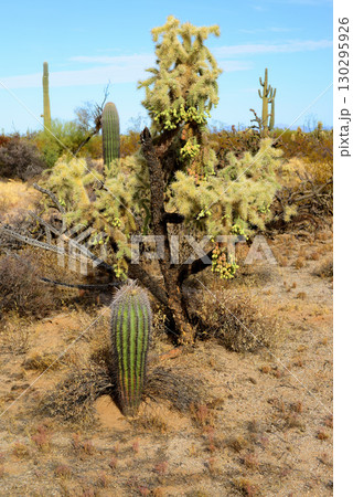 Cholla cactus, Sonora Desert, Mid Spring 130295926