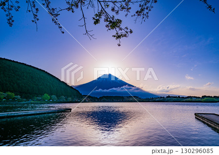 (静岡県)田貫湖 湖畔の桜とダイヤモンド富士 (静岡県)田貫湖 湖畔の桜とダイヤモンド富士 130296085