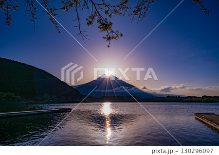 （静岡県）田貫湖　湖畔の桜とダイヤモンド富士 130296097