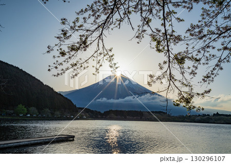 (静岡県)田貫湖 湖畔の桜とダイヤモンド富士 (静岡県)田貫湖 湖畔の桜とダイヤモンド富士 130296107