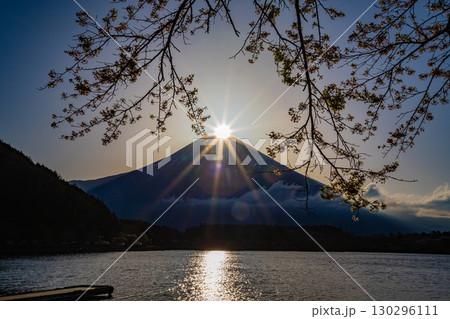(静岡県)田貫湖 湖畔の桜とダイヤモンド富士 (静岡県)田貫湖 湖畔の桜とダイヤモンド富士 130296111