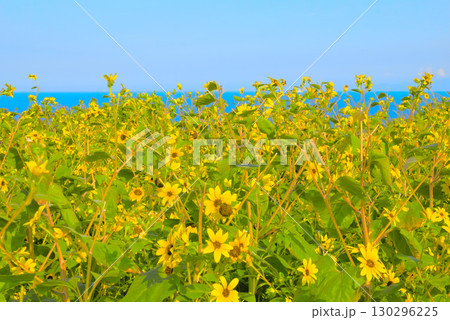 海岸に咲き乱れるたくさんのひまわり 海岸に咲き乱れるたくさんのひまわり 130296225