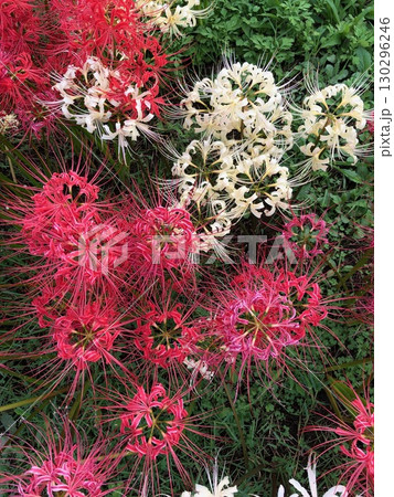 赤と白の彼岸花_02 赤と白の彼岸花_02 130296246