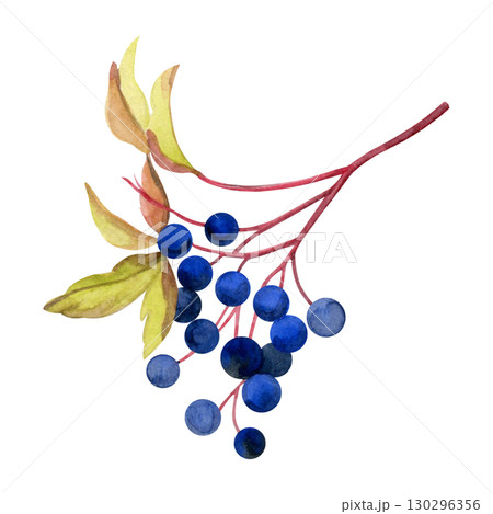 Bunch of wild grapes. Hand pained watercolor of berries with leaves. Good for postcards, recipes, menu, invitations, greeting cards Bunch of wild grapes. Hand pained watercolor of berries with leaves. Good for postcards, recipes, menu, invitations, greeting cards 130296356