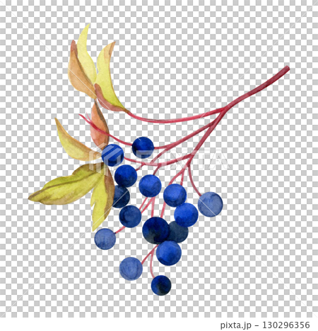Bunch of wild grapes. Hand pained watercolor of berries with leaves. Good for postcards, recipes, menu, invitations, greeting cards Bunch of wild grapes. Hand pained watercolor of berries with leaves. Good for postcards, recipes, menu, invitations, greeting cards 130296356