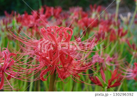 赤い彼岸花_03 赤い彼岸花_03 130296392