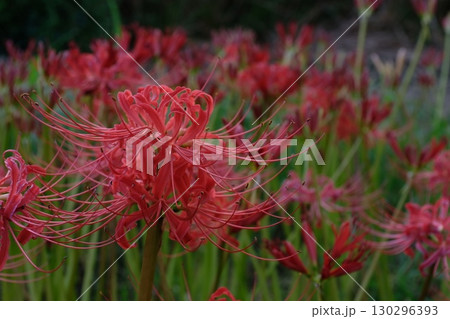 赤い彼岸花_04 130296393