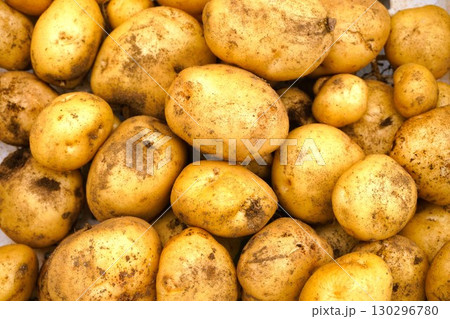 ジャガイモ　じゃがいも　じゃがいも掘り　芋掘り　収穫　 130296780