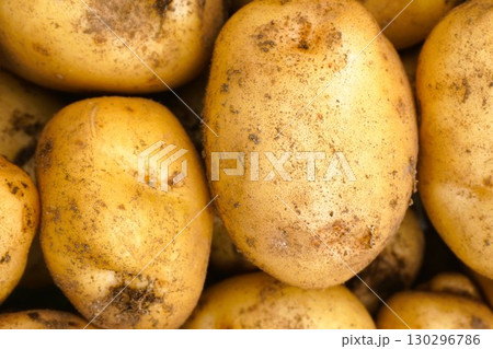 ジャガイモ　じゃがいも　じゃがいも掘り　芋掘り　収穫　 130296786