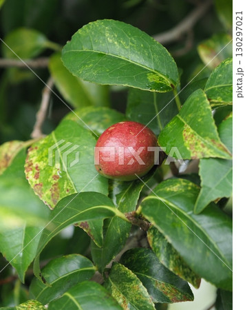 椿の実(椿油の原料 カメリア油 camellia oil) 椿の実(椿油の原料 カメリア油 camellia oil) 130297021