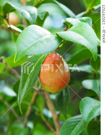 椿の実（椿油の原料 カメリア油 camellia oil） 130297025