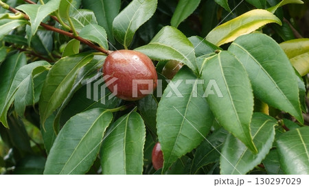 椿の実(椿油の原料 カメリア油 camellia oil) 椿の実(椿油の原料 カメリア油 camellia oil) 130297029