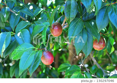 椿の実(椿油の原料 カメリア油 camellia oil) 椿の実(椿油の原料 カメリア油 camellia oil) 130297046