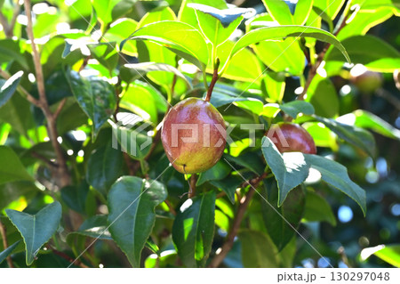 椿の実(椿油の原料 カメリア油 camellia oil) 椿の実(椿油の原料 カメリア油 camellia oil) 130297048