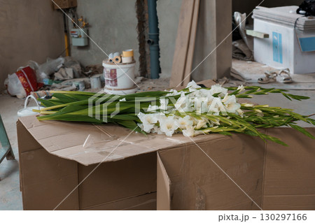 White Gladiolus Flowers on Cardboard Box Amidst Construction Debris, Soft Lighting, Interior Renovation Scene with Tools and Building Materials. 130297166