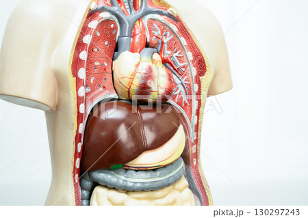 Human model anatomy for medical training course, teaching medicine education. 130297243