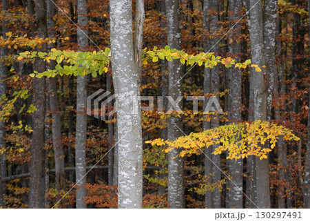 Beech Forest in Autumn with Vibrant Foliage 130297491