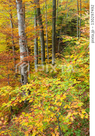 Autumn Beech Forest with Yellow and Orange Leaves 130297492