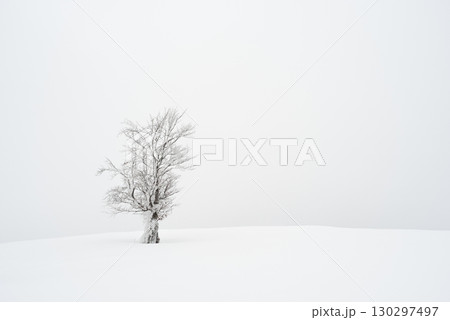 Lone Frosted Beech Tree On Snowy Foggy Meadow 130297497