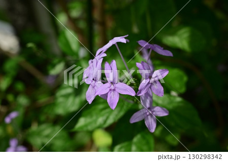 プセウデランテムム・グラチリフロルム(キツネノマゴ科) プセウデランテムム・グラチリフロルム(キツネノマゴ科) 130298342