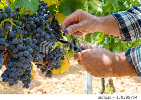 Cannonau grapes. Agronomist measures the level of sugars in grapes with the refractometer. Agriculture. 130298754