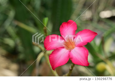 アデニウム・オベスム（キョウチクトウ科）サバクノバラ 130298776