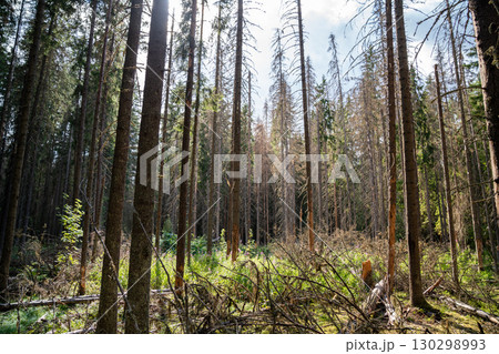 Evergreen trees killed by aggressive bark beetle attack with stripped trunks no foliage in grove Evergreen trees killed by aggressive bark beetle attack with stripped trunks no foliage in grove 130298993