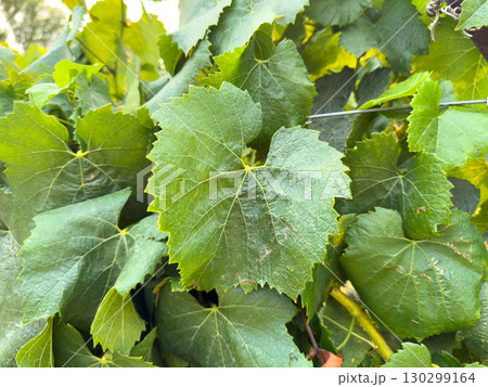 Close up of vineyard leaves. wine farming 130299164