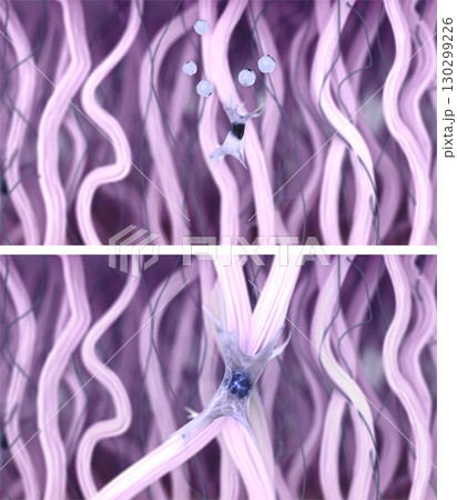Fibroblast activation and collagen fiber regeneration in the skin tissues. Effect after anti-aging wrinkle smoothing treatment, skin boosters injection, Biorevitalization, and PRP therapy. 3d render 130299226