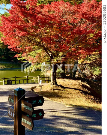 秋晴れの日差しに映える紅葉〈東公園/愛知県岡崎市〉 秋晴れの日差しに映える紅葉〈東公園/愛知県岡崎市〉 130299683