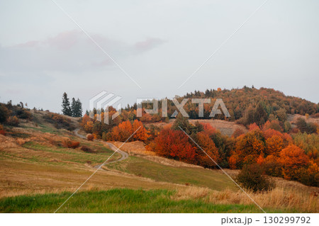 Autumn forest and nature, no people. Autumn forest and nature, no people. 130299792