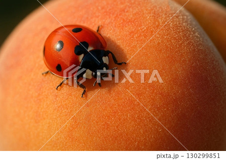 Ladybug on a Peach 130299851