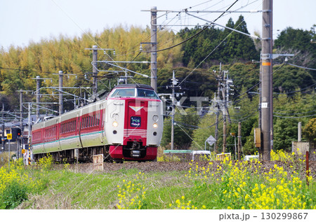 黄色い菜の花が満開の山陰本線を381系やくも号(ゆったりやくも)が駆け抜ける光景 黄色い菜の花が満開の山陰本線を381系やくも号(ゆったりやくも)が駆け抜ける光景 130299867