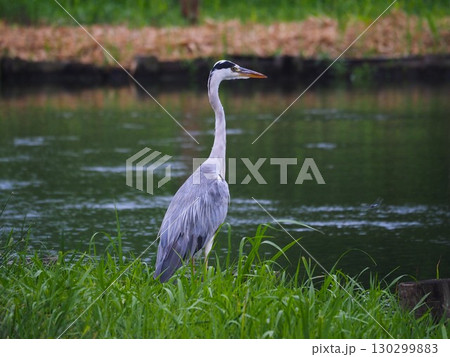 川口市の荒川運動公園ふな池に飛来したアオサギ 130299883