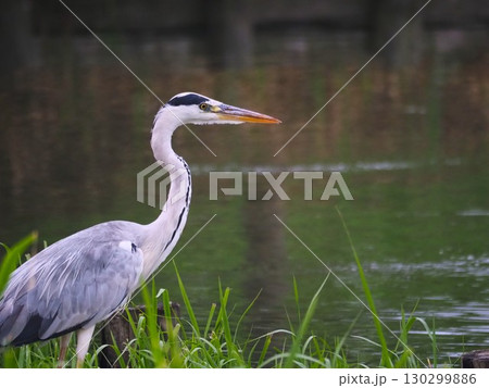 川口市の荒川運動公園ふな池に飛来したアオサギ 130299886