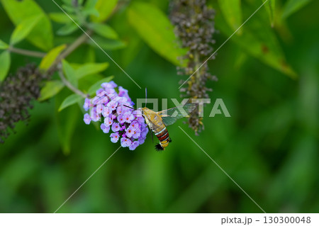 オオスカシバ 130300048