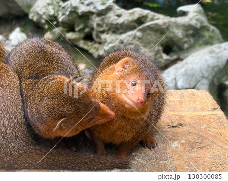 Dwarf mongoose looking alert. Curiosity, awareness, and survival in the wild. 130300085