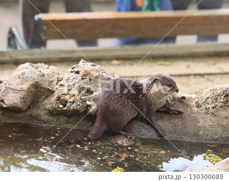 Otter by the water edge. Curiosity, alertness, and natural behavior of aquatic mammals. 130300089