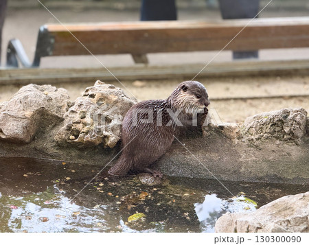 Otter by the water edge. Curiosity, alertness, and natural behavior of aquatic mammals. 130300090
