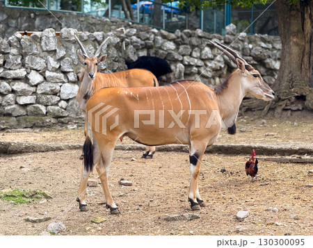 Antelopes standing near a tree in a zoo. Wildlife, conservation and natural diversity. Antelopes standing near a tree in a zoo. Wildlife, conservation and natural diversity. 130300095