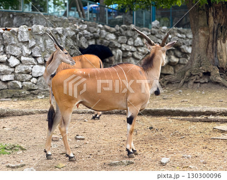 Antelopes standing near a tree in a zoo. Wildlife, conservation and natural diversity. 130300096