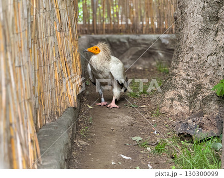Egyptian vulture standing near a wall. Scavenging, survival, and raptor presence in wildlife. Egyptian vulture standing near a wall. Scavenging, survival, and raptor presence in wildlife. 130300099