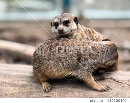 Two meerkats grooming on a log. Social care, bonding, and natural wildlife behavior. 130300102