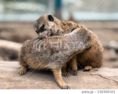 Two meerkats grooming on a log. Social care, bonding, and natural wildlife behavior. Two meerkats grooming on a log. Social care, bonding, and natural wildlife behavior. 130300103