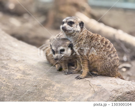 Two meerkats sitting together on a rock. Wildlife, social animals and African species. Two meerkats sitting together on a rock. Wildlife, social animals and African species. 130300104