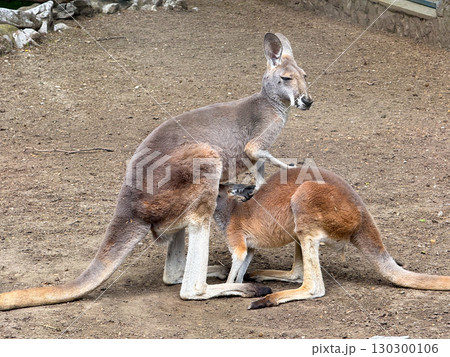 Kangaroo mother with baby in pouch. Wildlife, marsupial care and animal family. Kangaroo mother with baby in pouch. Wildlife, marsupial care and animal family. 130300106