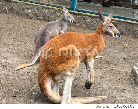 Red kangaroo standing on the ground. Wildlife, marsupial and native species of Australia. 130300108