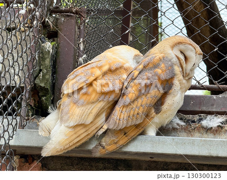 Barn owl resting in enclosure. Nocturnal raptor, wildlife conservation and captive bird species. 130300123